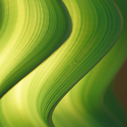 Pistachio Iris Medium — Seconds