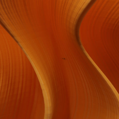 Mandarin Iris Floor Lamp – Studio Seconds 1